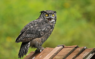 black and grey owl